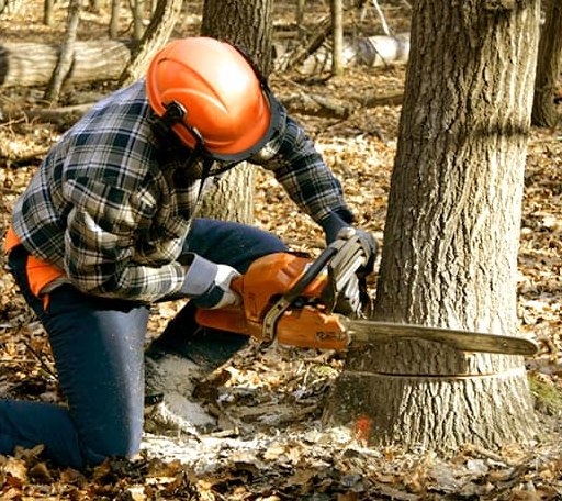Tree Removal in Rock Point, AZ